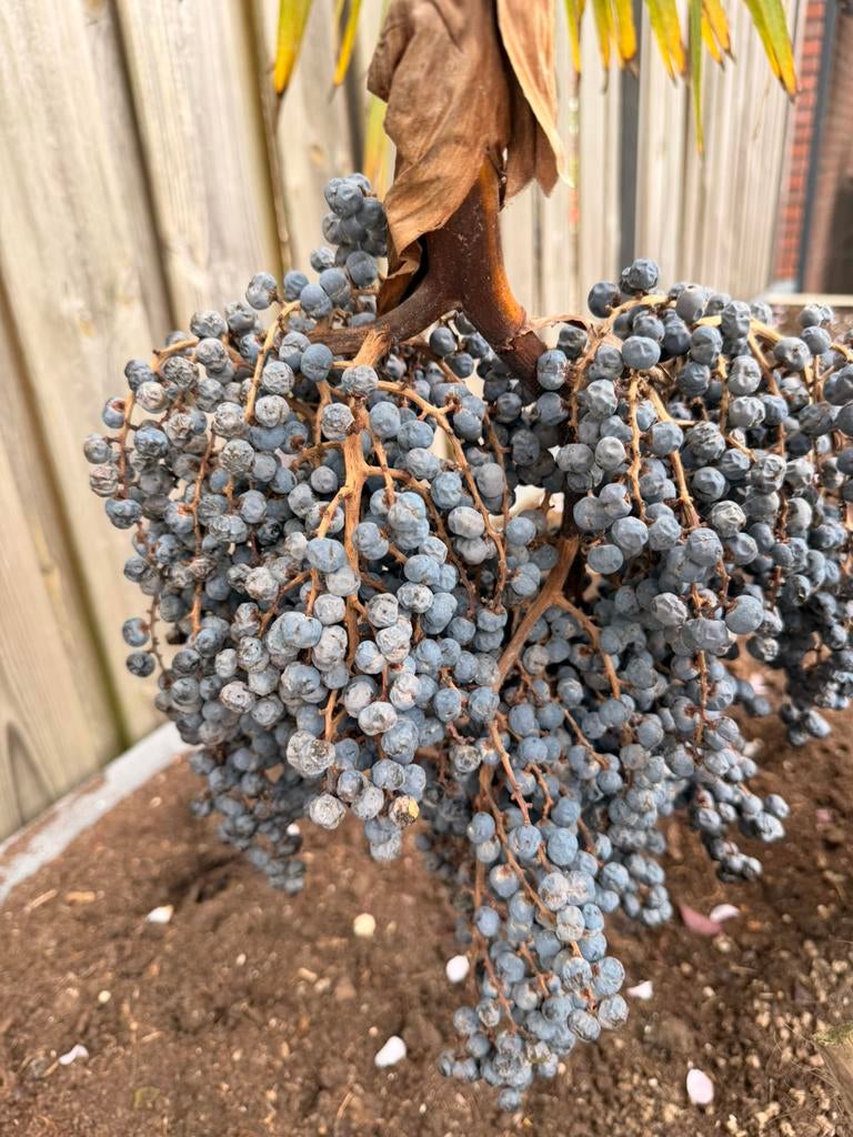 Verse Zaden van de Trachycarpus €3, Tuin en Terras, Bloembollen en Zaden, Zaad, Gehele jaar, Volle zon, Ophalen of Verzenden