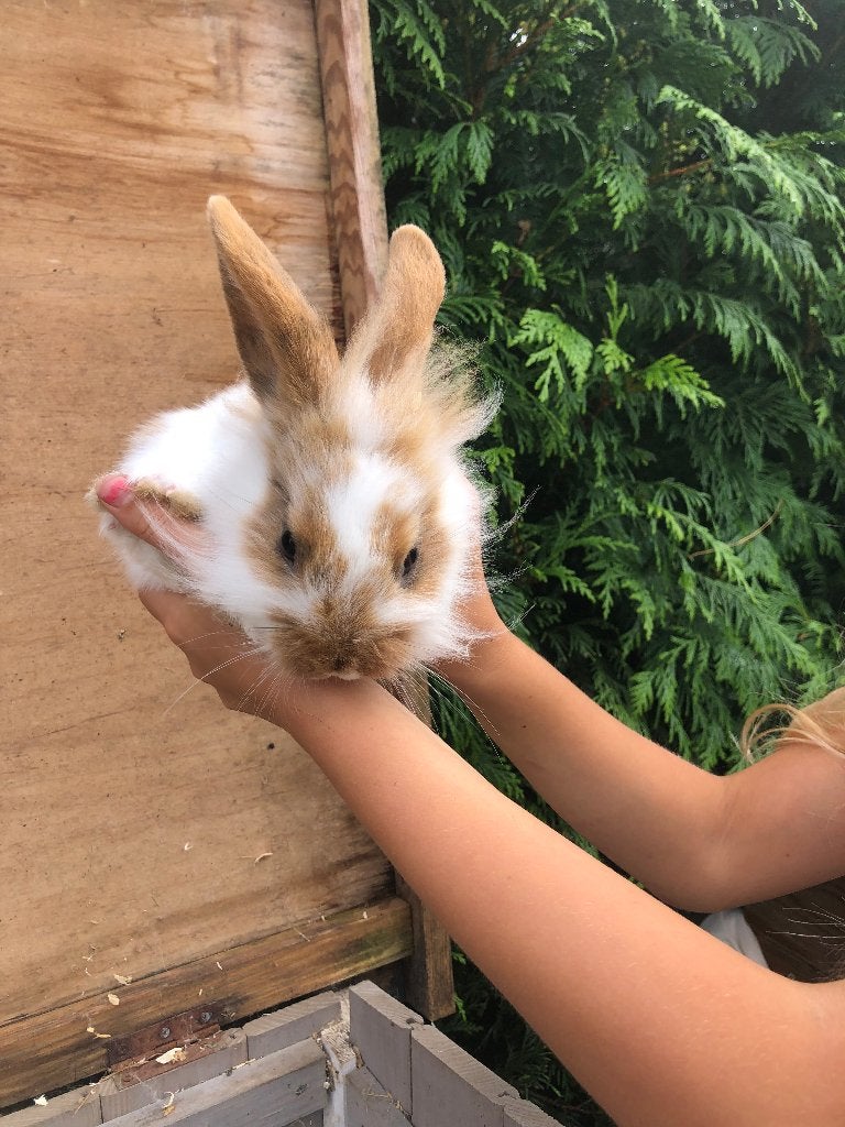 jonge dwerg konijntjes, Meerdere dieren, Dwerg