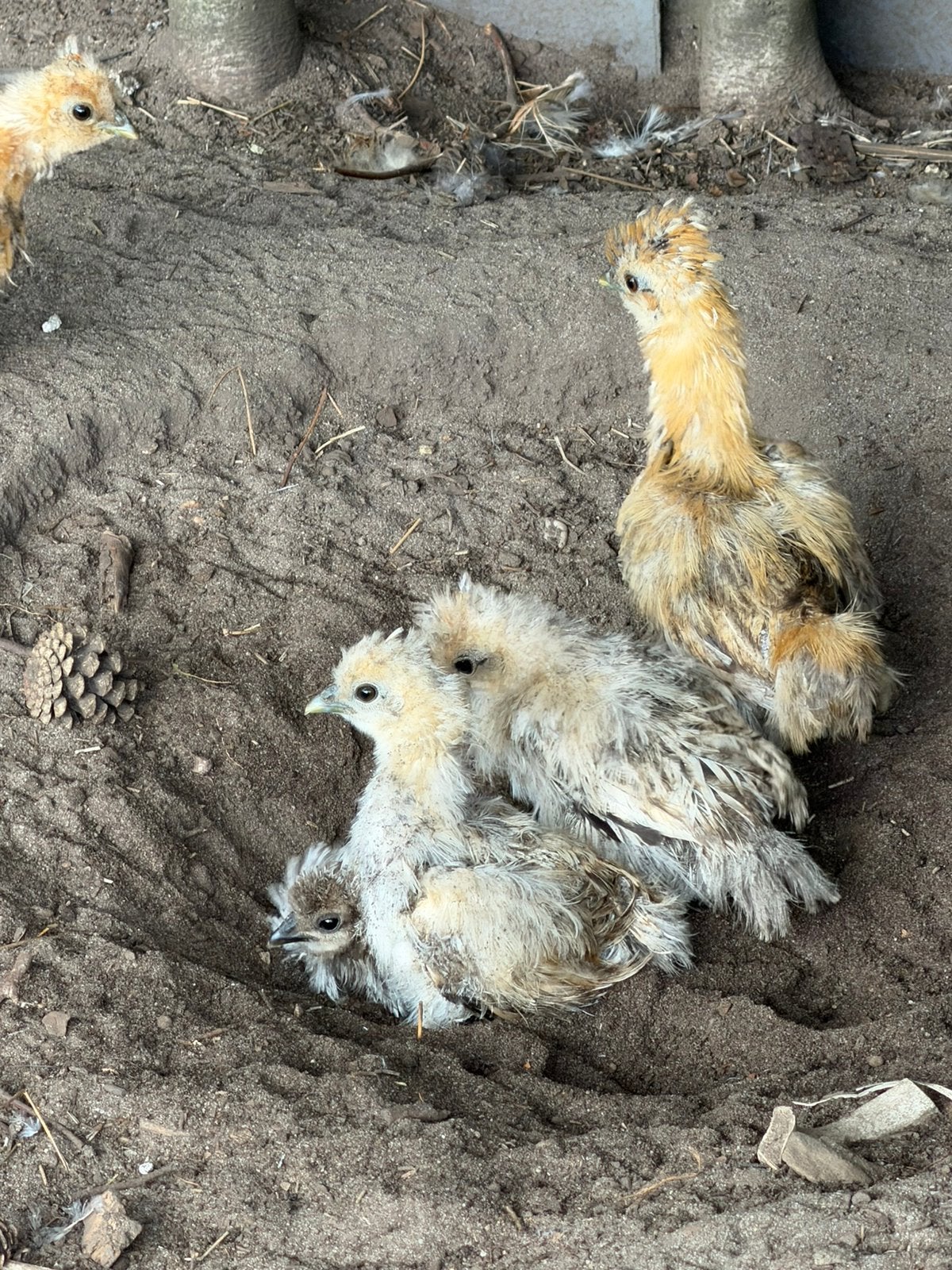 Kuikens zijdehoen kriel, Dieren en Toebehoren, Geslacht onbekend, Kip