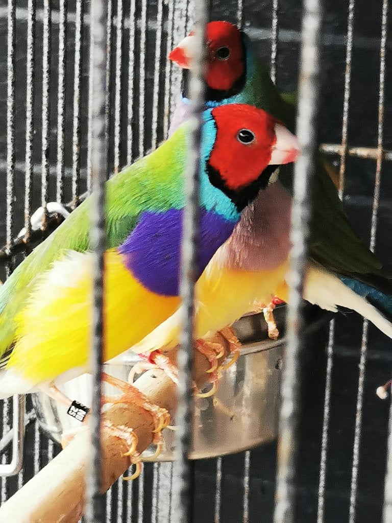Koppel gouldamadine, Dieren en Toebehoren, Vogels | Overige Vogels, Meerdere dieren, Tropenvogel, Geringd