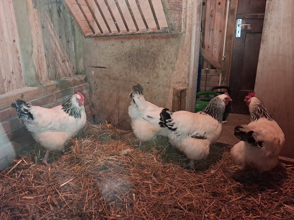 Hennen Sussex Columbia, Dieren en Toebehoren, Vrouwelijk, Kip