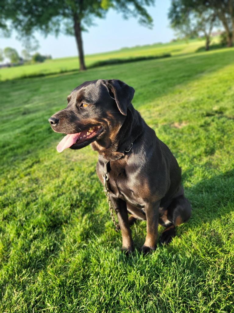 Lieve labrador x rottweiler te koop, Teef, Groot, Eén hond, 3 tot 5 jaar