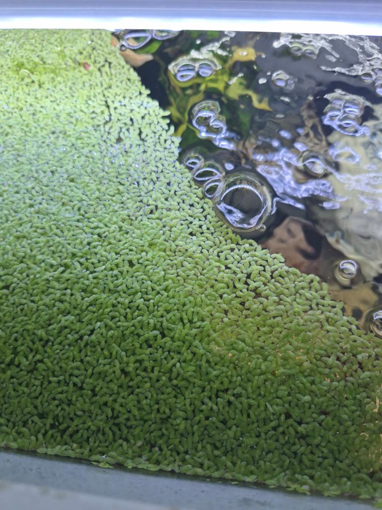 Kroos waterplant., Goudvis(sen)