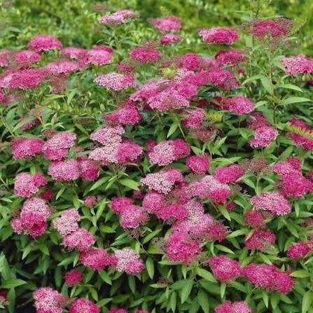 Mooie verschillende soorten Spirea (Spierstruik) in pot!, Ophalen, Overige soorten, Minder dan 100 cm