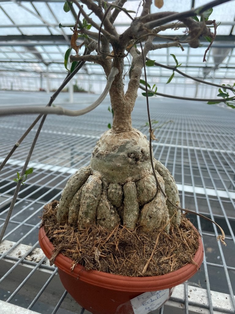 Caudex plant Fockea Edulis in de 17 cm pot., Overige soorten, Ophalen of Verzenden, In pot, Minder dan 100 cm