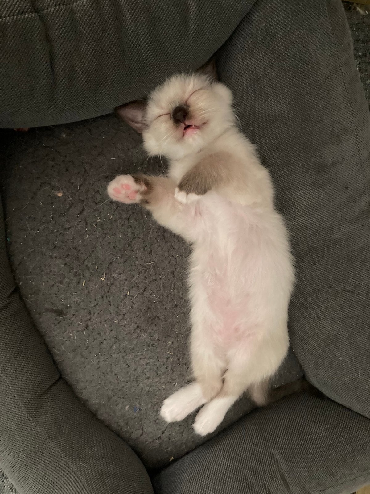 3 ragdoll kittens seal point en tortie, Meerdere dieren, Gechipt, 0 tot 2 jaar