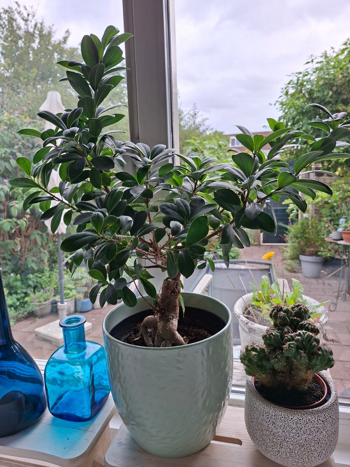 Ficus Benjamini, bonsai, plm 35 cm hoog, Ophalen, Ficus, Halfschaduw, Minder dan 100 cm