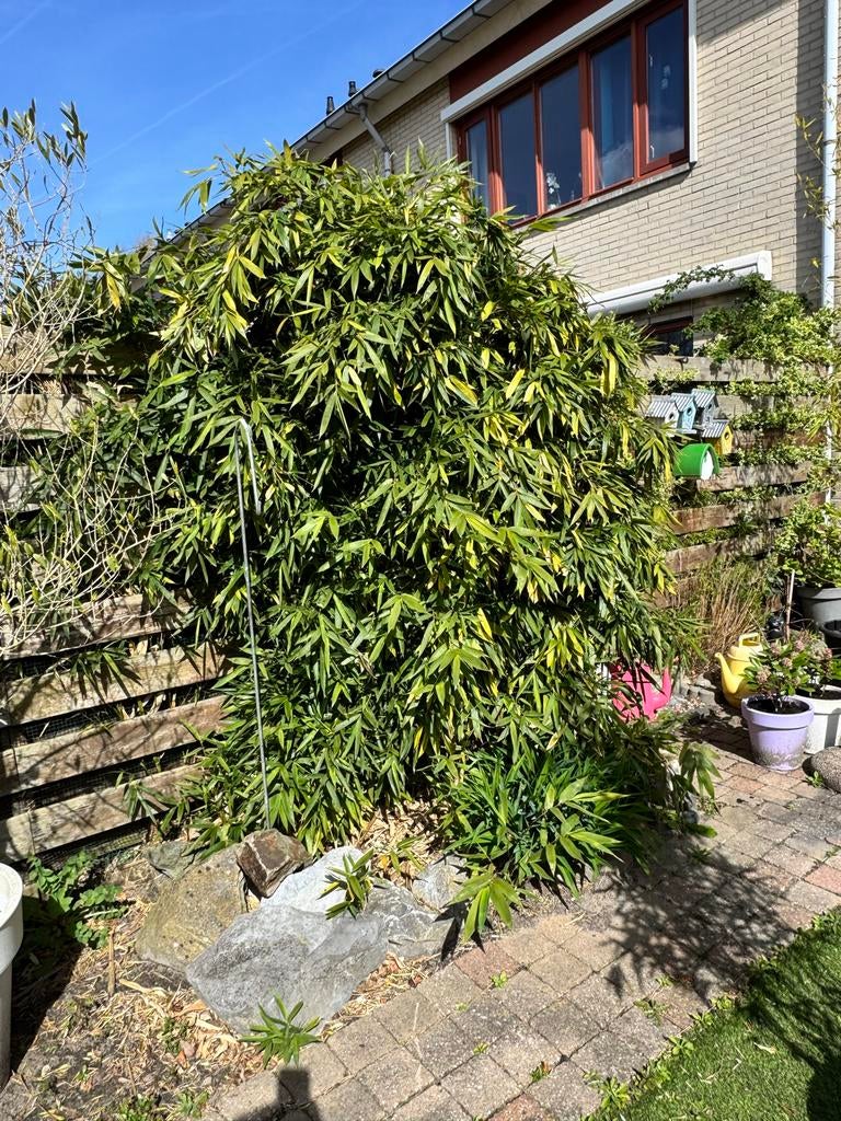 Bamboe 2,5 m hoog, Tuin en Terras, Volle zon, Vaste plant, Bloeit niet, Ophalen