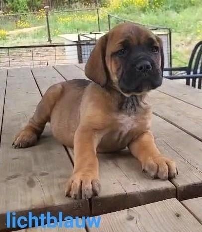 Cane Corso x  Bordeaux Dog PUPS, Dieren en Toebehoren, Honden | Bulldogs, Pinschers en Molossers, Overige rassen, 8 tot 15 weken