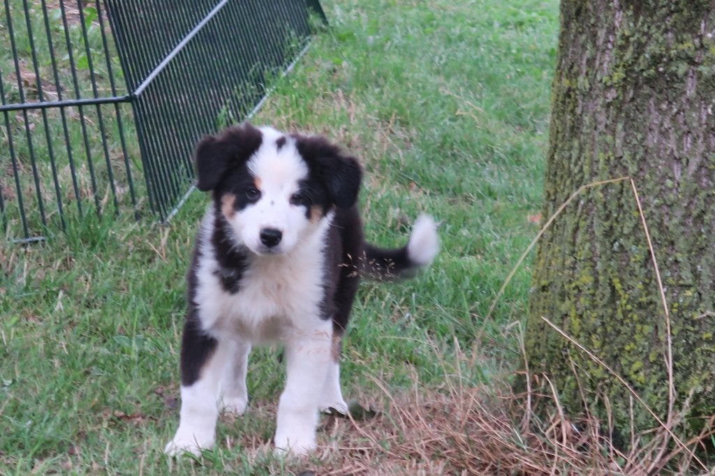 Raszuivere Australian Shepherd pup reutje, Dieren en Toebehoren, Parvo, Nederland, Reu, 8 tot 15 weken