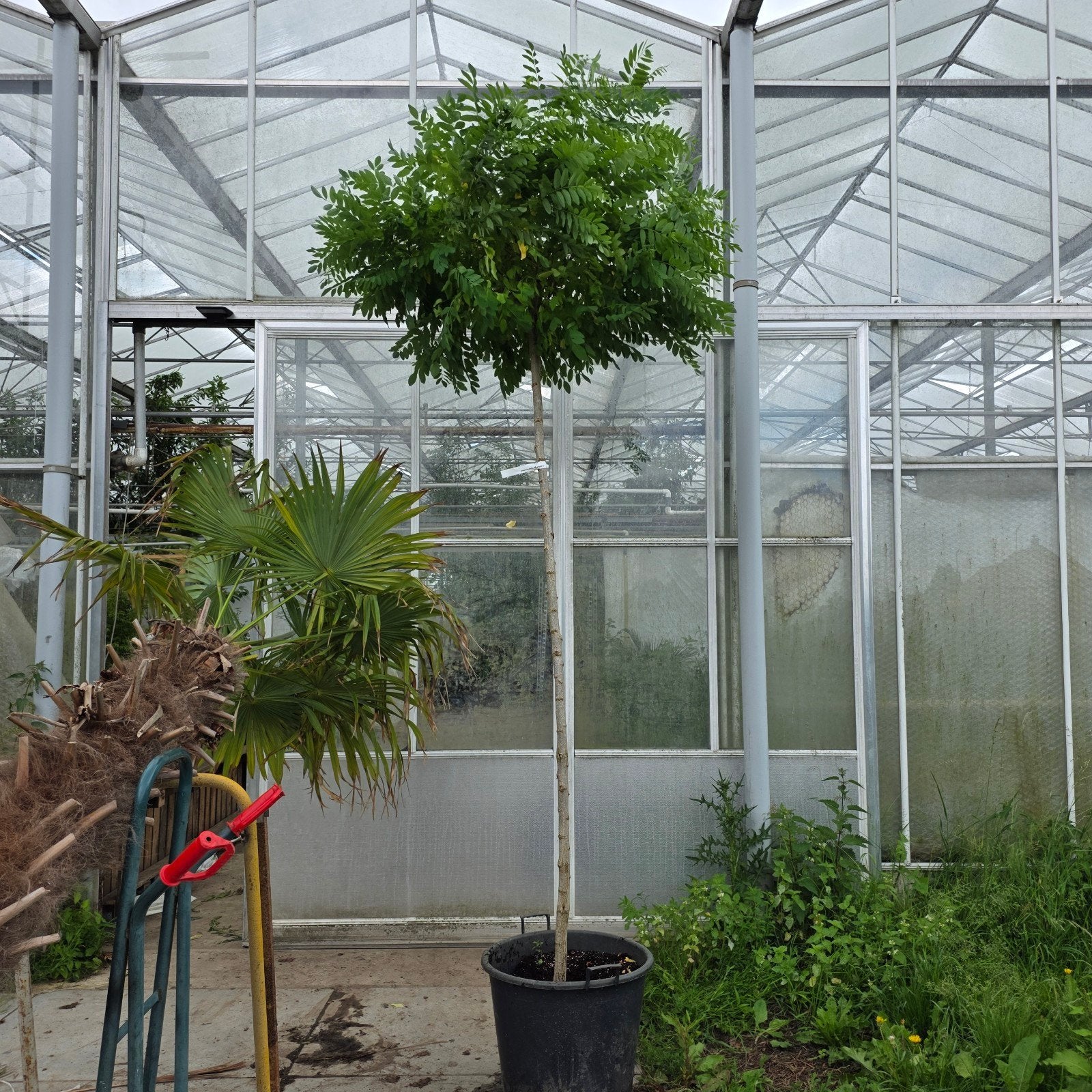 Robinia Umbraculifera Bol acasia, Tuin en Terras, Planten | Bomen, Bloeit niet, 250 tot 400 cm, Ophalen, Volle zon