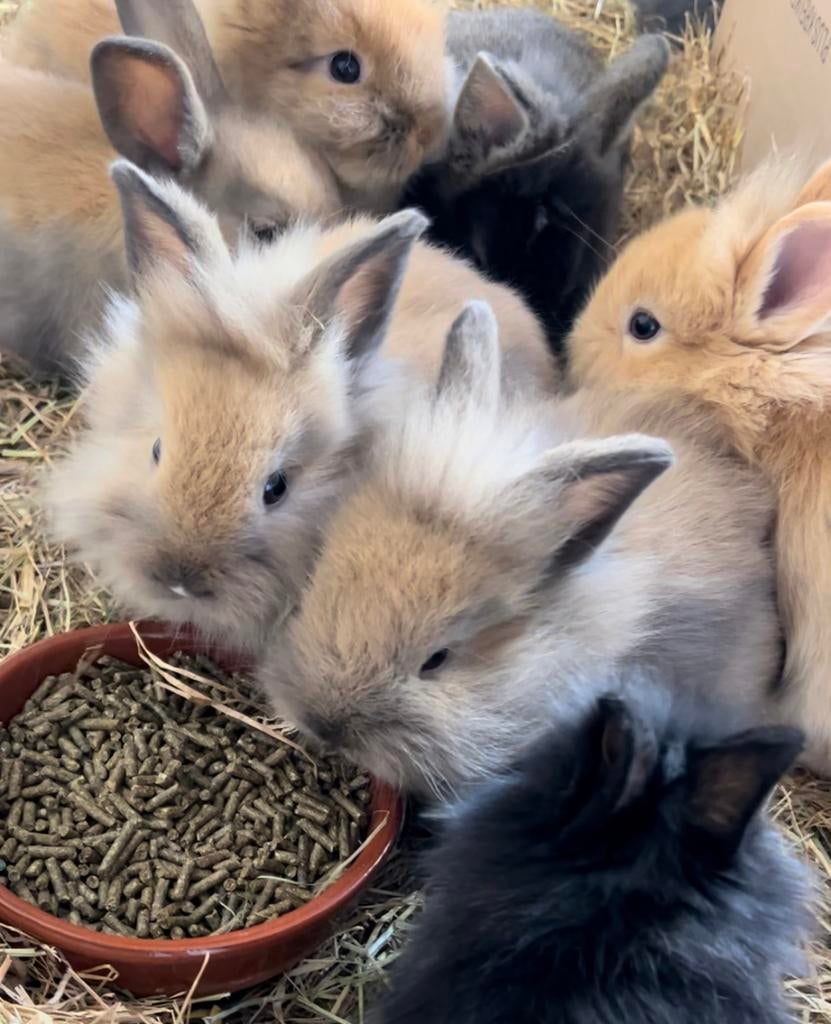 Baby konijnen te koop, Dieren en Toebehoren, Konijnen, Meerdere dieren