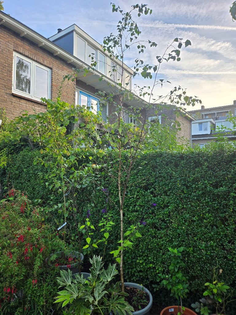 Ruwe berk, Tuin en Terras, Ophalen, Bloeit niet, Halfschaduw, Overige soorten