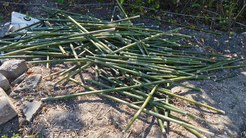 bamboe stokken +/- 100cm en meer, Ophalen, Nieuw, Minder dan 180 cm, Overige typen