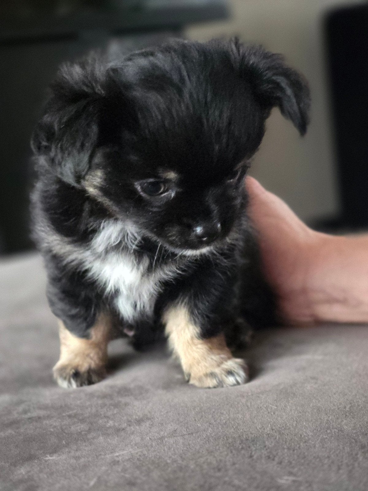 Chihuahua puppys, Dieren en Toebehoren, Honden | Chihuahua's en Gezelschapshonden, 8 tot 15 weken, Meerdere, Meerdere dieren, Chihuahua