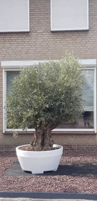 Prachtige grote bloempot TE KOOP van kunststof, Tuin en Terras, Ophalen, Kunststof, 40 cm of meer, Rond