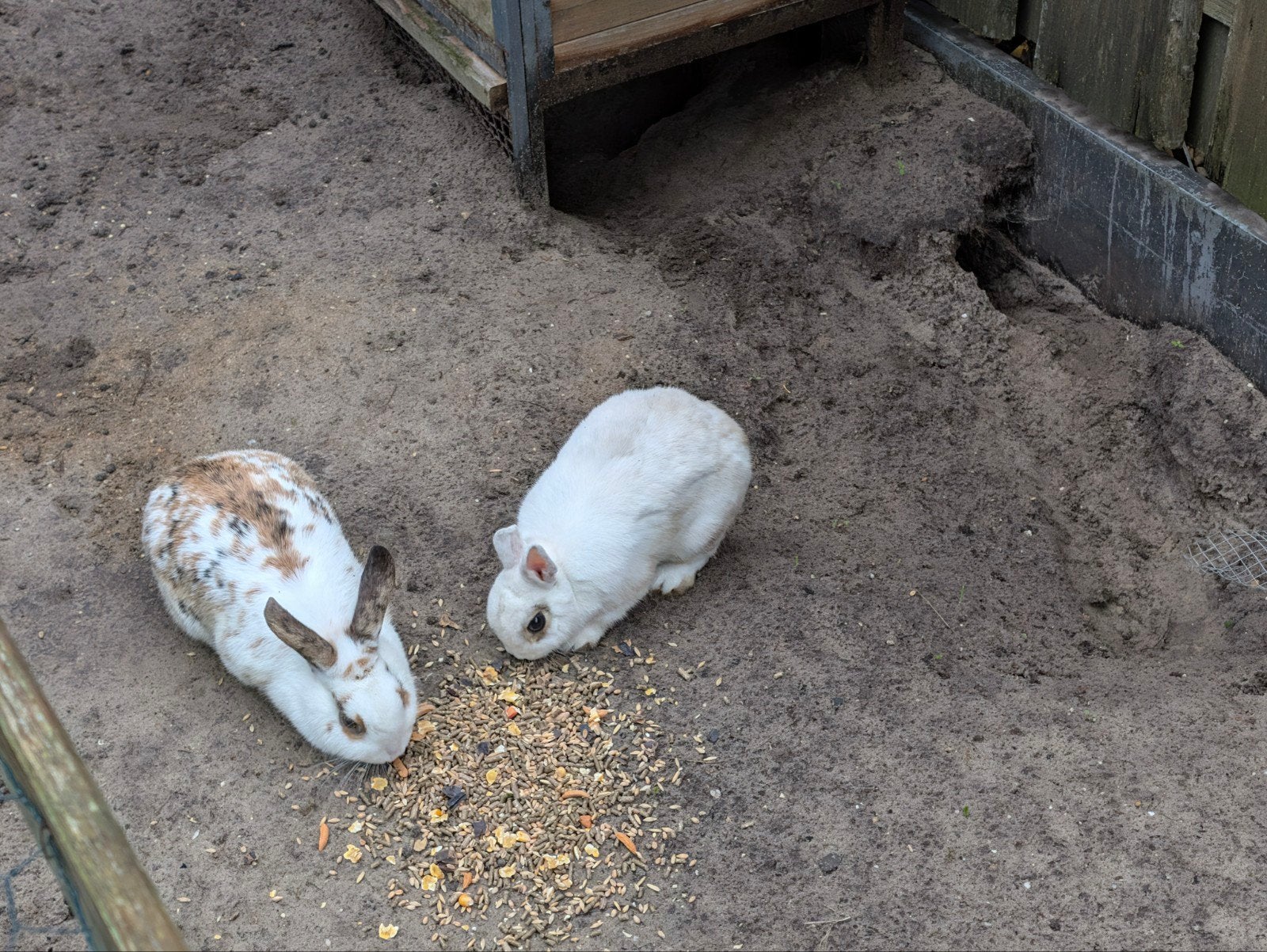 2 lieve konijn, Dieren en Toebehoren, Konijnen, Meerdere dieren, Middelgroot