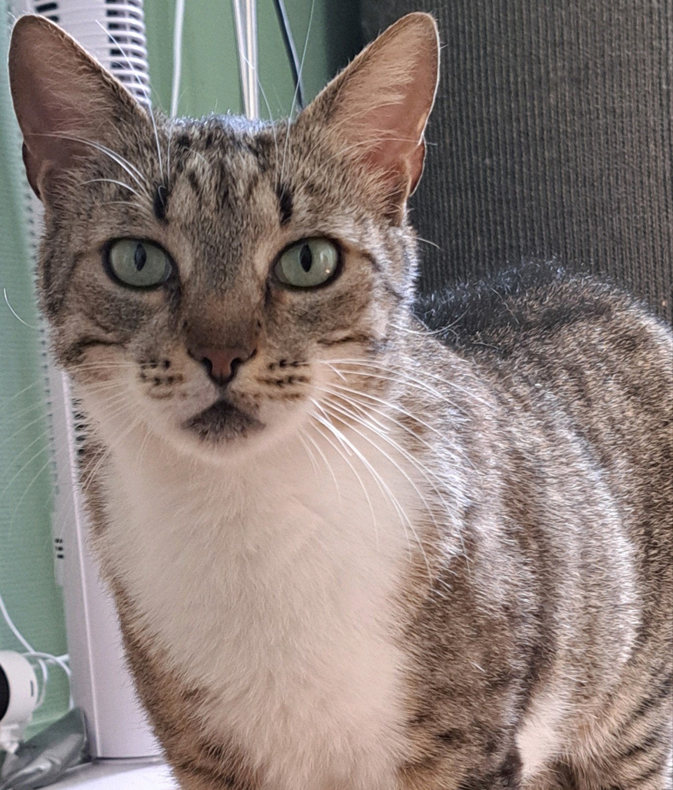Callie een super aanhankelijke poes van 5 jaar, Dieren en Toebehoren, Katten en Kittens | Overige Katten, Poes, Kortharig, 3 tot 5 jaar
