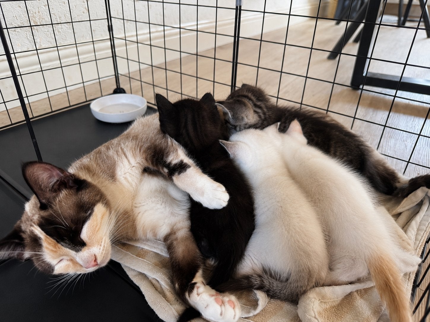 Lieve siamese x britse kittens zoeken een warm thuis, Meerdere dieren, Gechipt, 0 tot 2 jaar