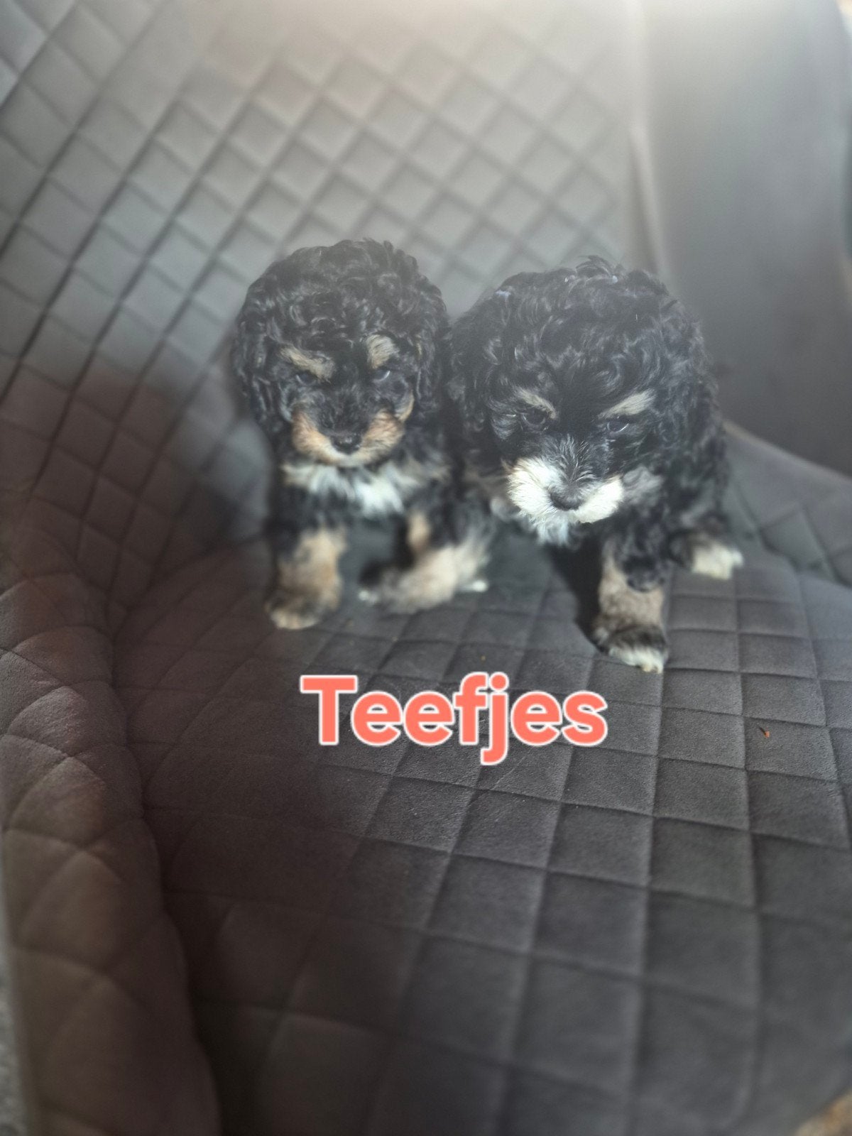 Maltipoo F1b puppy's Toypoedel x maltipoo, Overige rassen, 8 tot 15 weken, Parvo, Meerdere