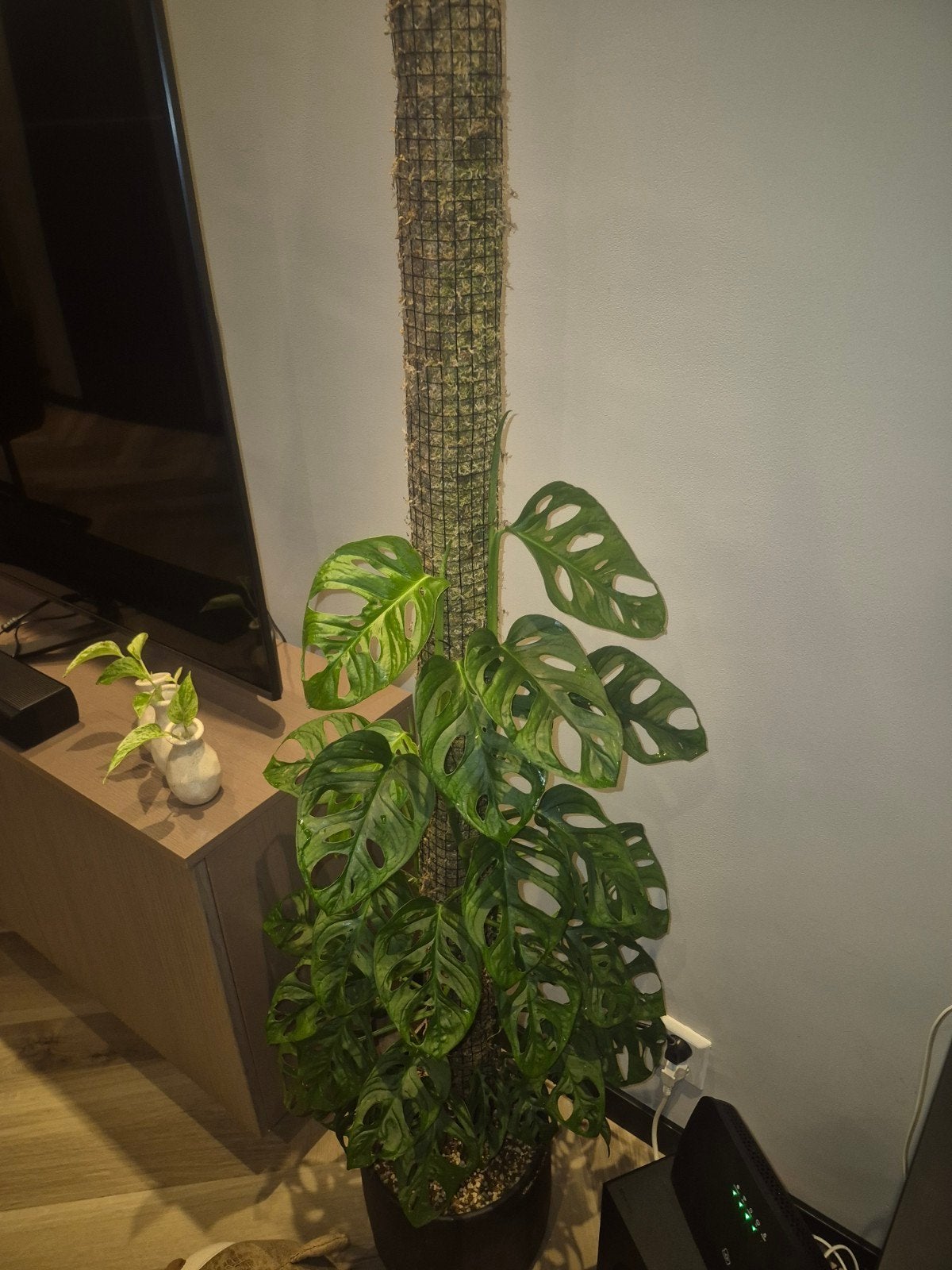 Echte mosstokken (sphagnum mos), 200 cm of meer, Overige soorten, Groene kamerplant, Halfschaduw