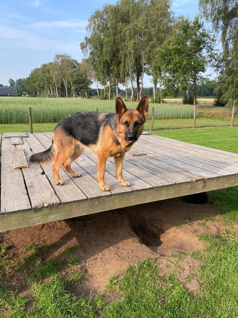 Duitse Herder pups, Dieren en Toebehoren, Honden | Herdershonden en Veedrijvers, 8 tot 15 weken, Parvo, Meerdere, Meerdere dieren