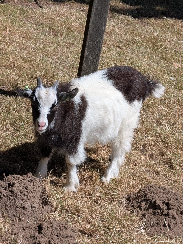 Landgeit lammetje, Vrouwelijk, Geit, 0 tot 2 jaar