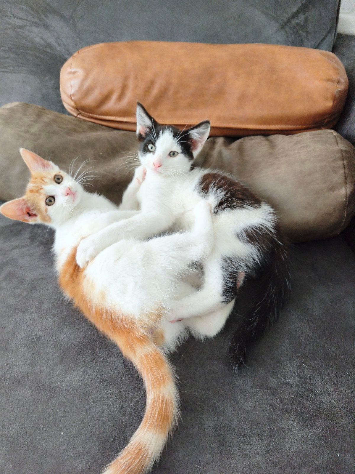 2 lieve kittens te koop, Dieren en Toebehoren, Katten en Kittens | Raskatten | Korthaar, Poes, Ontwormd