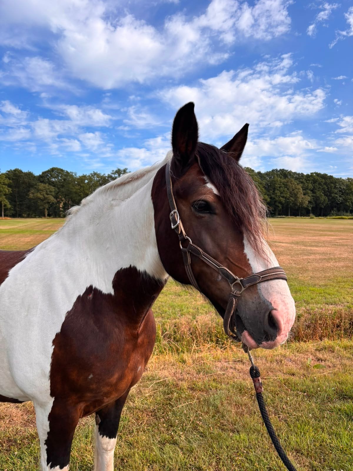 Bonte merrie te koop!!, Merrie, 160 tot 165 cm, Recreatiepaard