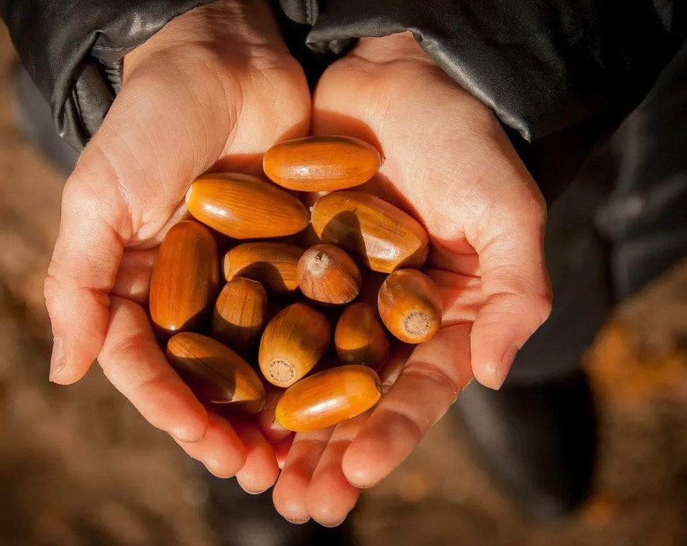 Gevraagd: Eikels (30 cent per kg), Ophalen