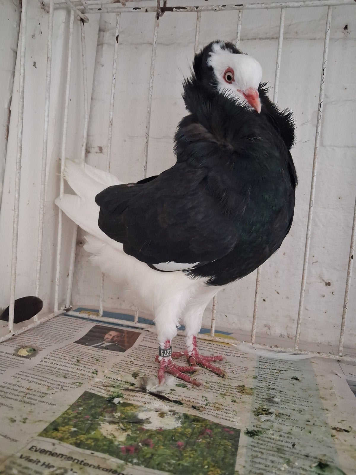 duiven, Meerdere dieren