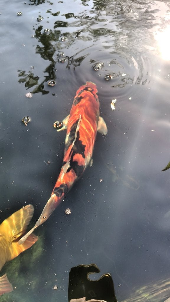 Japanse Showa., Karper of Koi