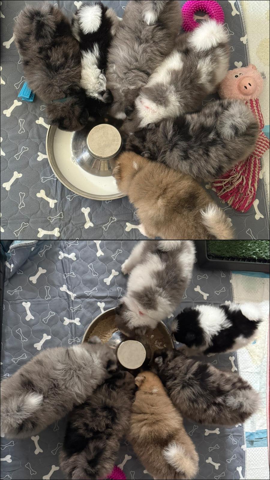 Dwergkeeshond pups x Pomeranian Merle & bonte puppy’s, Parvo, Keeshond, 8 tot 15 weken, Meerdere