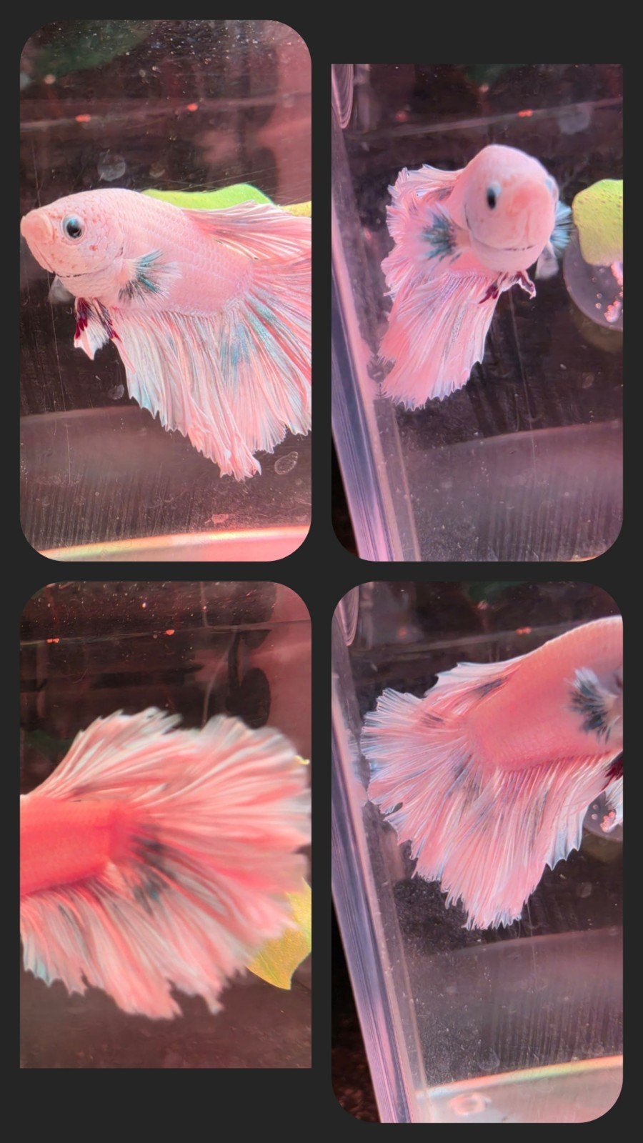 Betta-man  roze/blauw unieke kleuren zeer mooi, Dieren en Toebehoren, Vissen | Aquaria en Toebehoren, Ophalen, Zo goed als nieuw