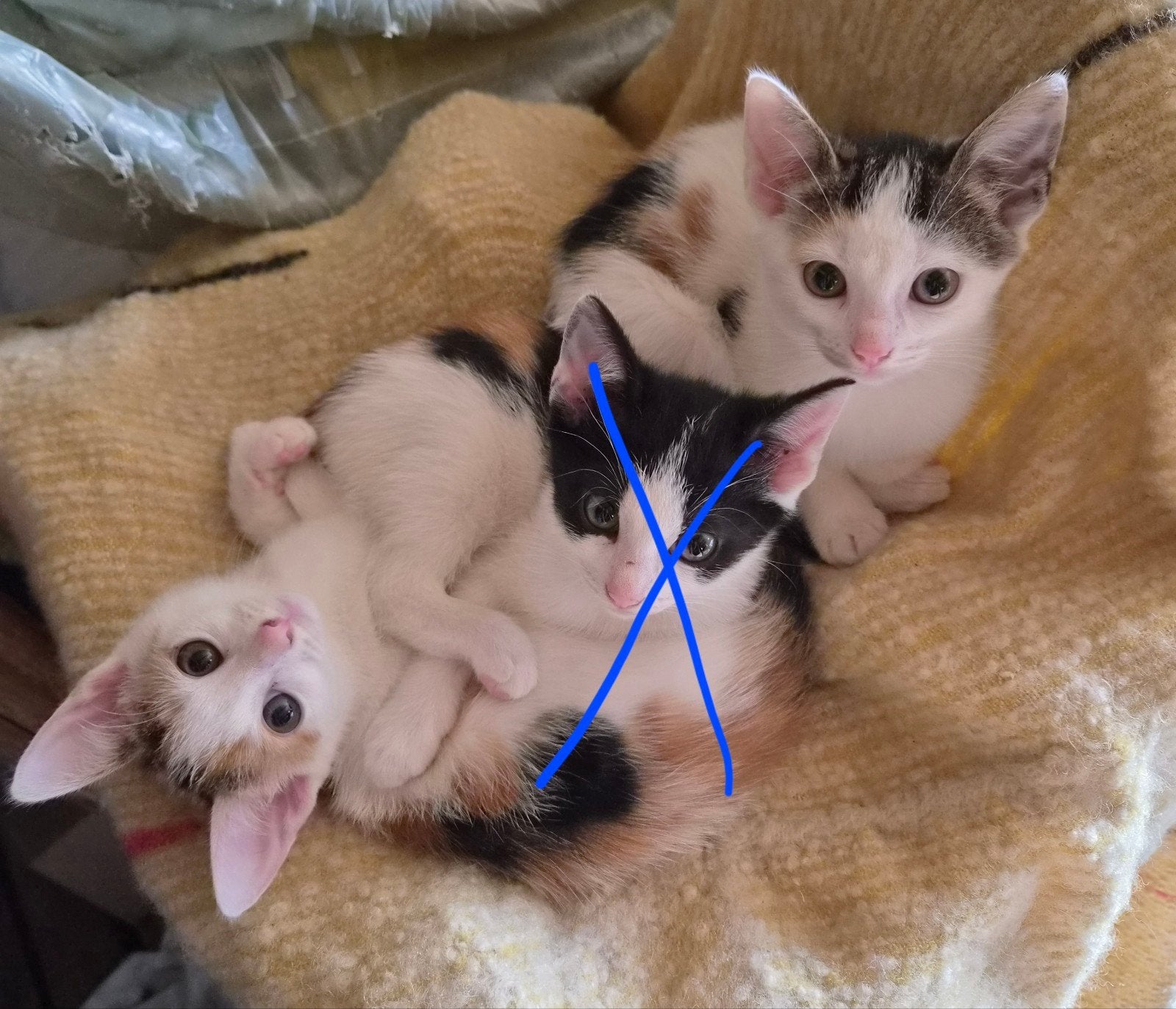 boerderij kittens, Dieren en Toebehoren, Poes
