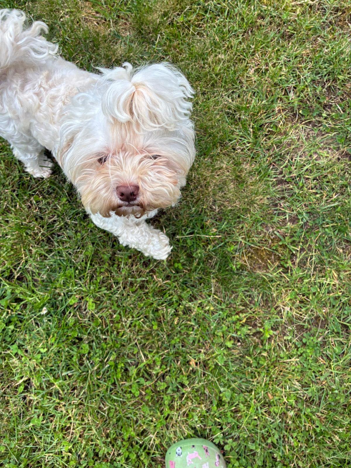 Gastgezin gezocht, Parvo, Eén hond, 3 tot 5 jaar, Nederland