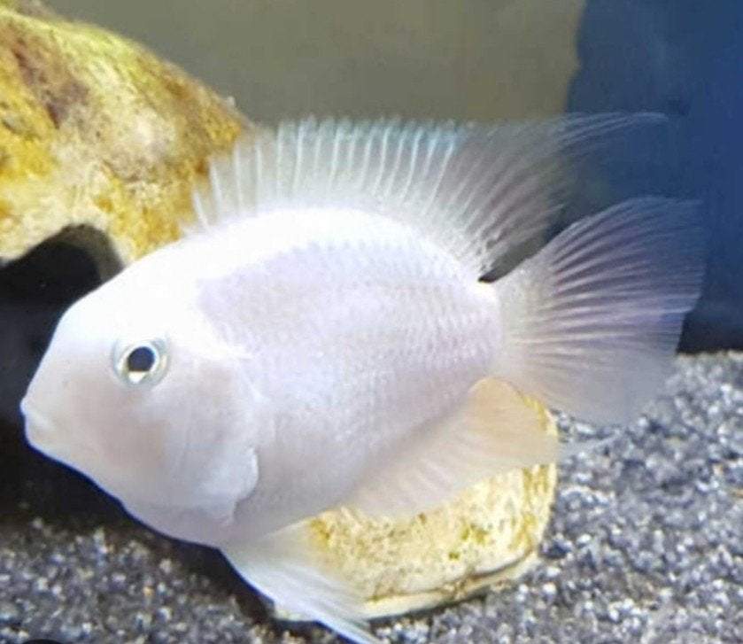 mooie Polar White Papegaai vissen., Dieren en Toebehoren, Vis, Zoetwatervis