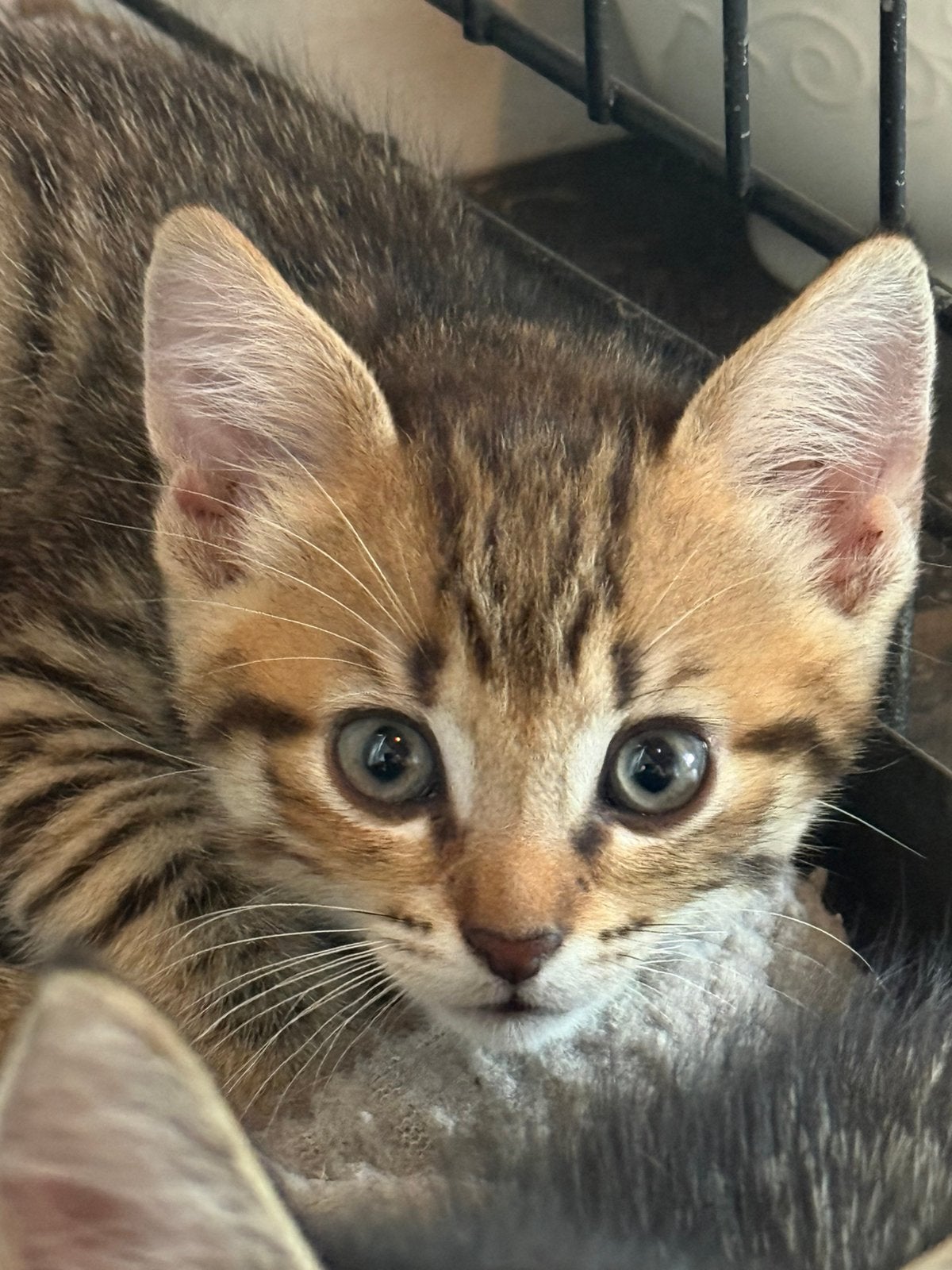 Boerderijpoesjes supertam en zindelijk, Dieren en Toebehoren, Katten en Kittens | Overige Katten, Meerdere dieren, Kortharig, 0 tot 2 jaar