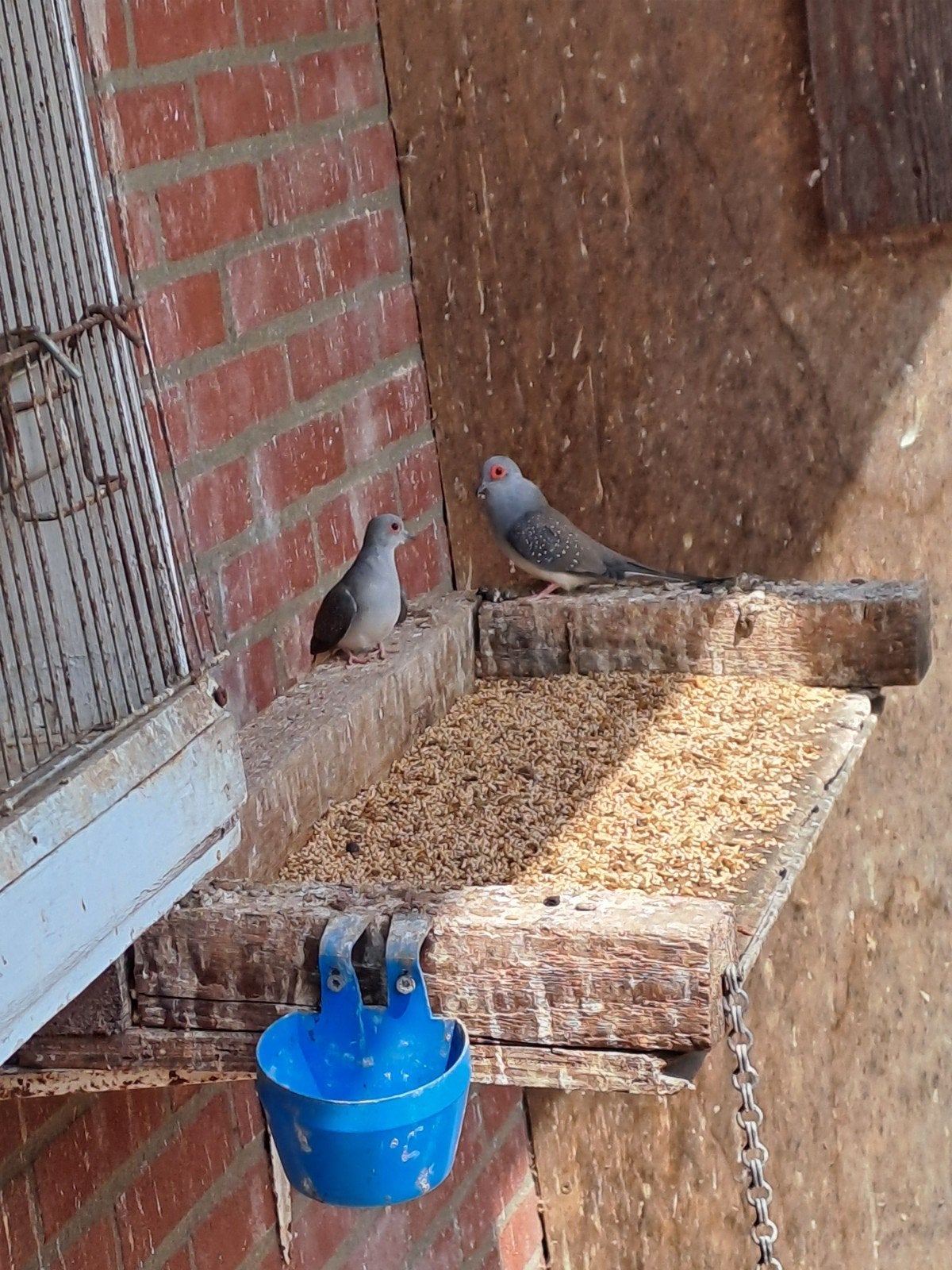 jong koppel diamant duifjes kans op bont, Dieren en Toebehoren, Vogels | Duiven, Meerdere dieren, Overige soorten