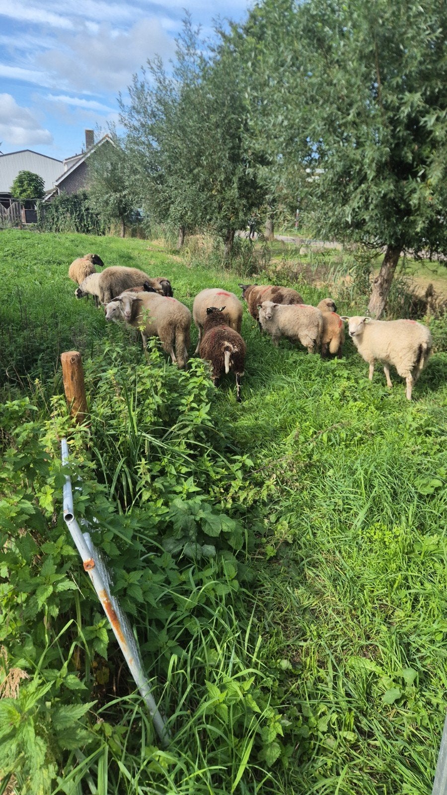 weide schapen, Dieren en Toebehoren