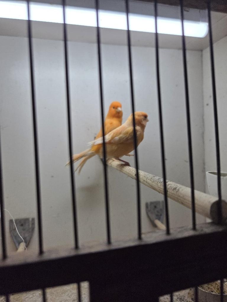 Vogel, Meerdere dieren, Kleurkanarie