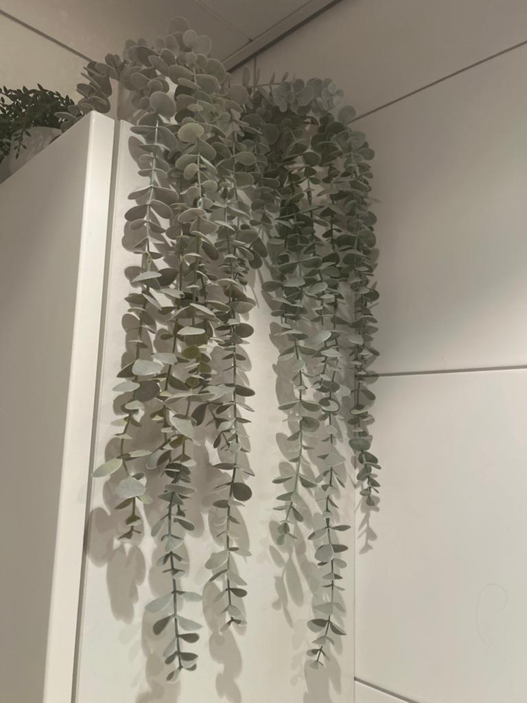 Kunstplanten: Eucalyptus en Erwtenplantje, Binnen, Groen, Kunstplant, Ophalen of Verzenden