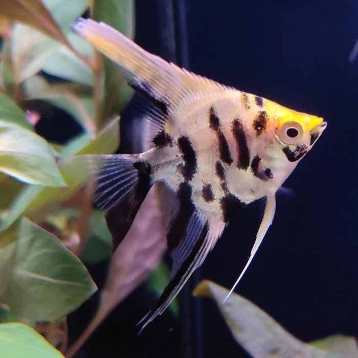 pterophyllum scalare, Dieren en Toebehoren