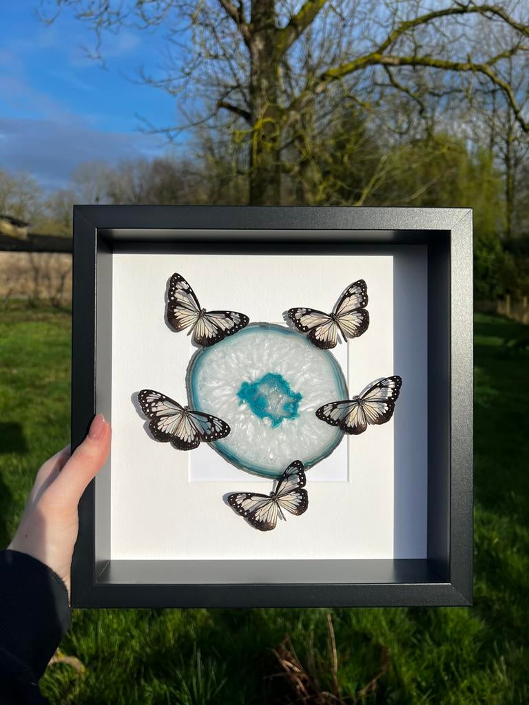 Opgezette vlinder - Parantica vitrina op blauwe agaat, Ophalen of Verzenden, Nieuw, Insect, Opgezet dier