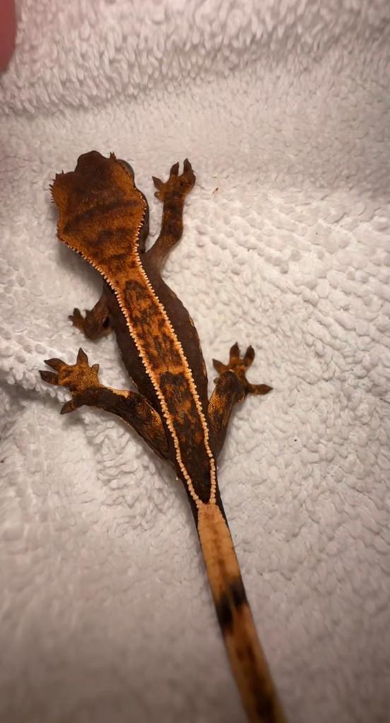 Wimpergekko baby, Dieren en Toebehoren, Reptielen en Amfibieën, Hagedis, 0 tot 2 jaar