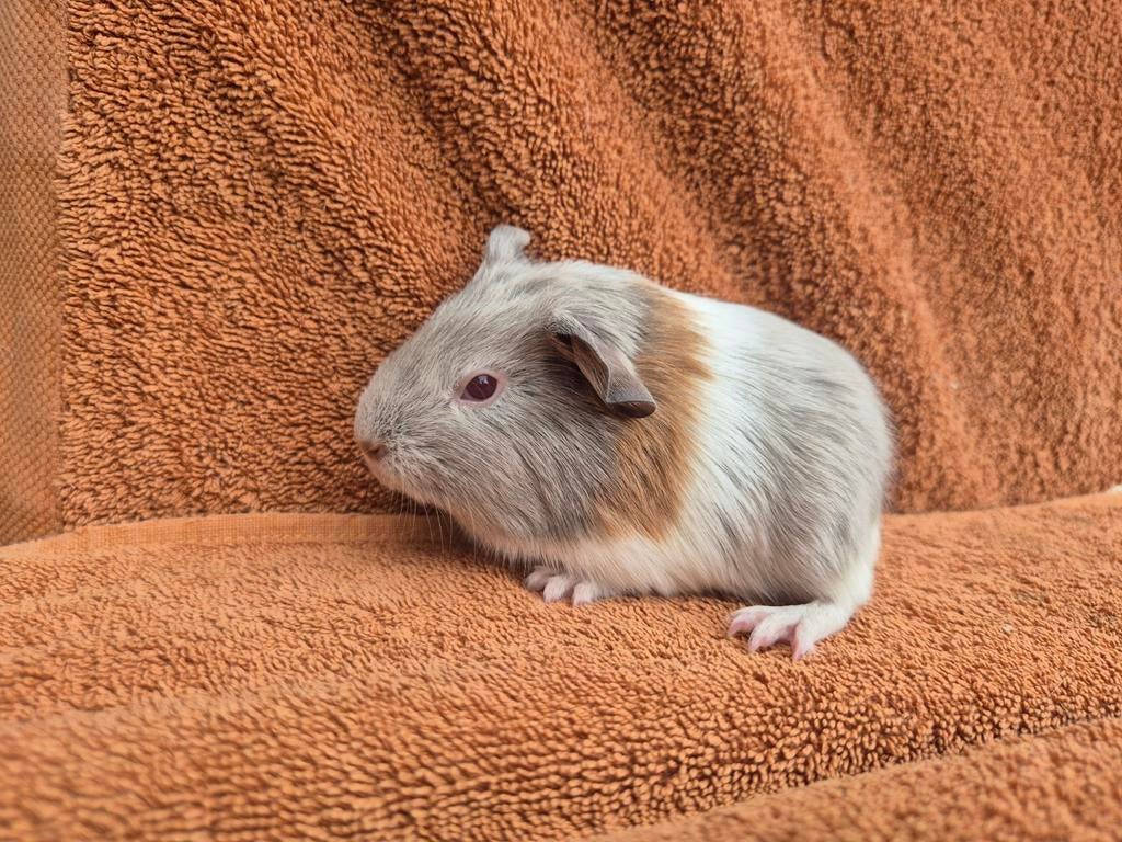Lavendel amber wit gladhaar beertje speciaal grijs bont, Dieren en Toebehoren, Cavia, April, Mannelijk, Tam