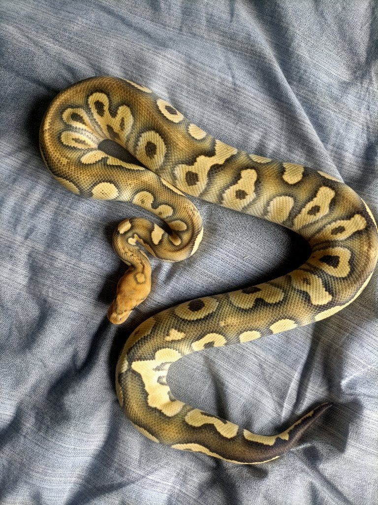 Python Regius pb clown pied dg sunset, Dieren en Toebehoren, Slang, 3 tot 6 jaar