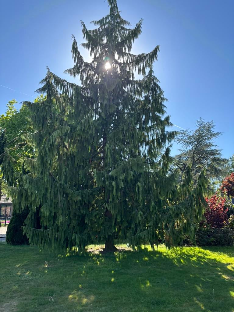 GRATIS grote boom, Ophalen of Verzenden, Volle zon, Overige soorten
