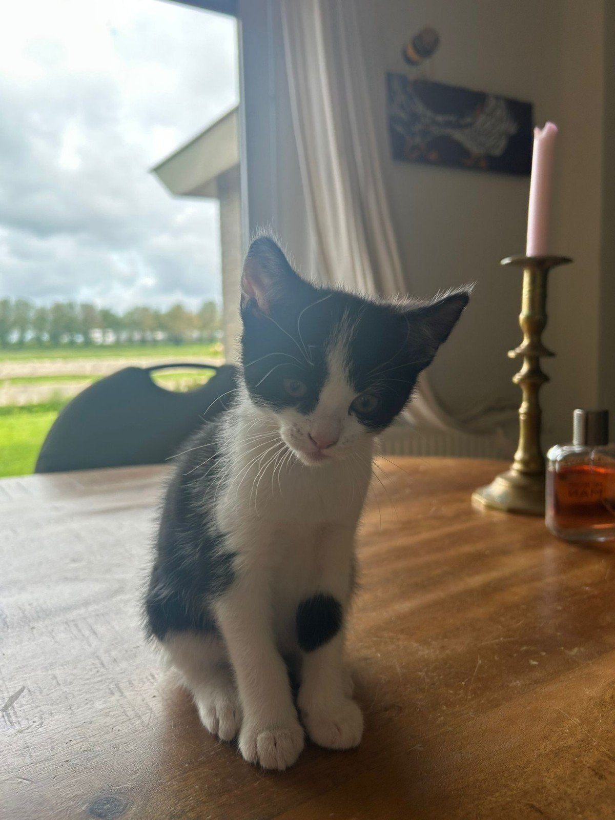 Aanhankelijke kittens opgegroeid in huis, Meerdere dieren
