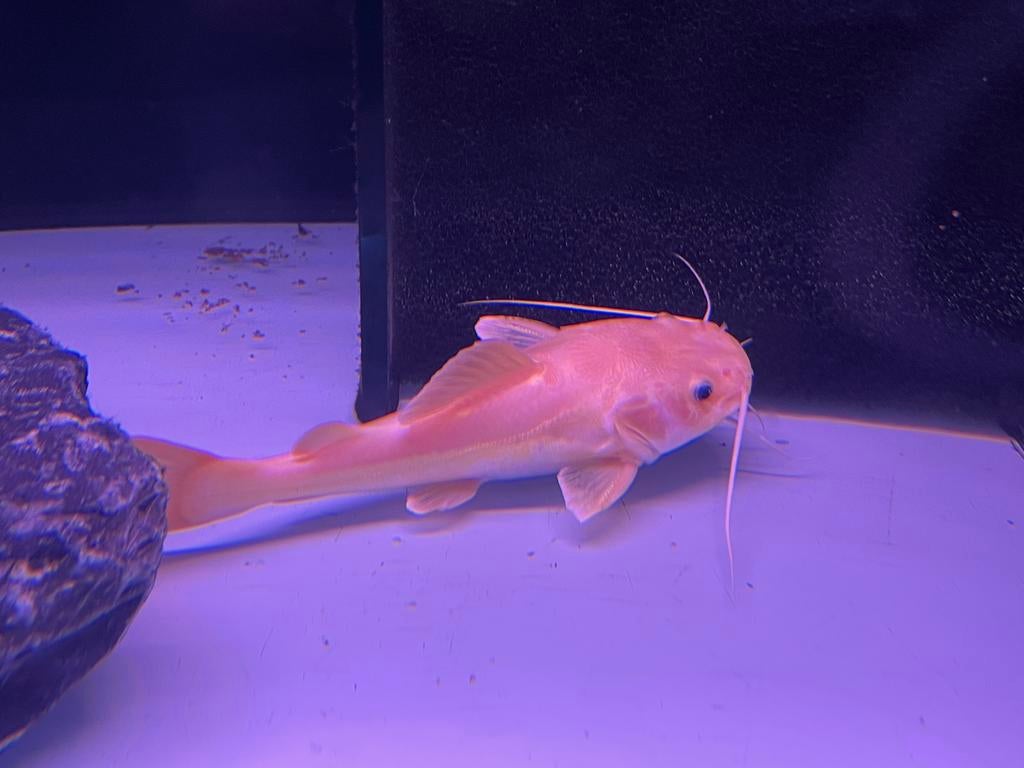 Redtail albino meerval, Dieren en Toebehoren, Vis